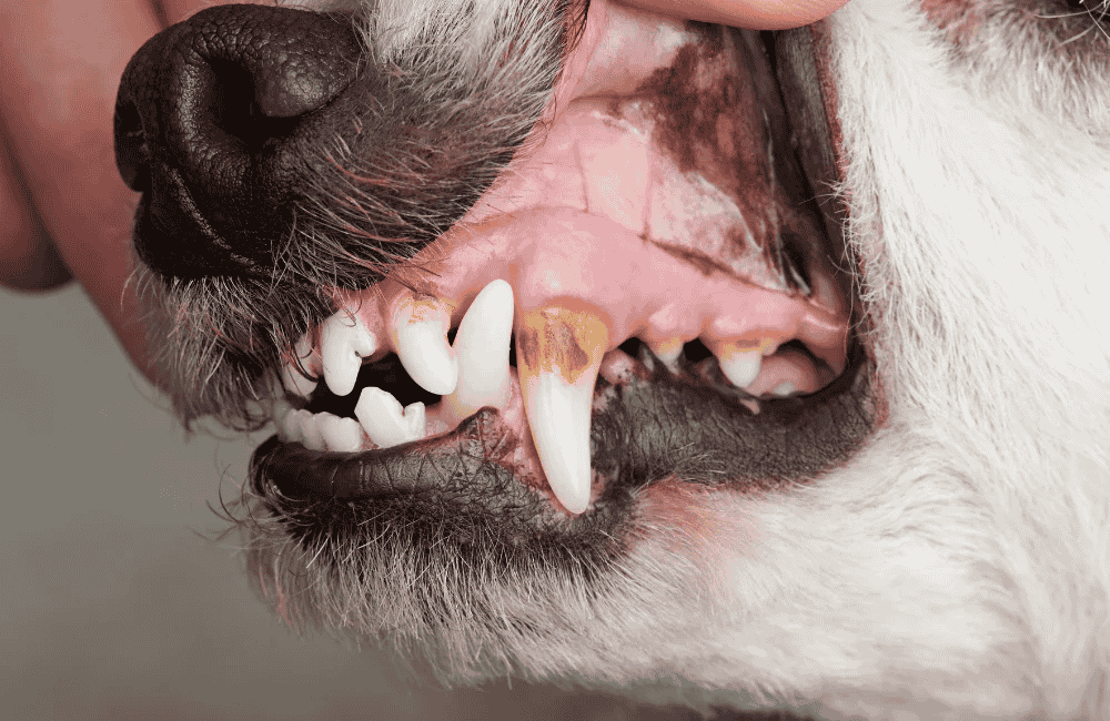 ปัญหาสุขภาพช่องปากสุนัข